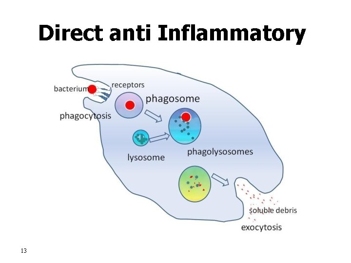 Direct anti Inflammatory 13 