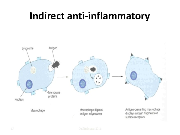 Indirect anti-inflammatory 15 Dr Sitelbanat 2011 