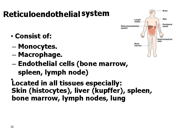 Reticuloendothelial system • Consist of: – Monocytes. – Macrophage. – Endothelial cells (bone marrow,