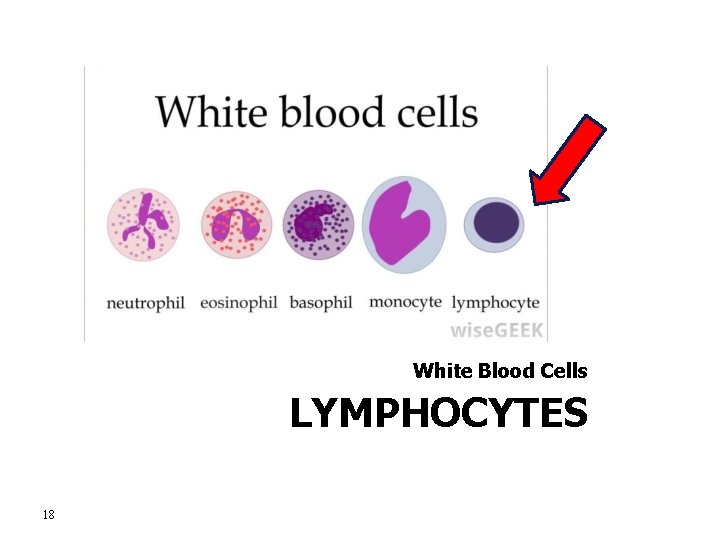 White Blood Cells LYMPHOCYTES 18 