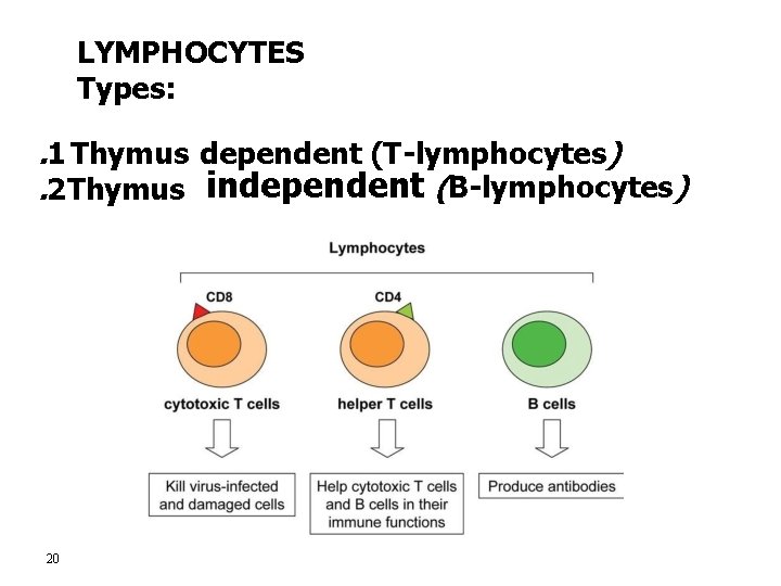 LYMPHOCYTES Types: . 1 Thymus dependent (T-lymphocytes). 2 Thymus independent (B-lymphocytes) independent 20 