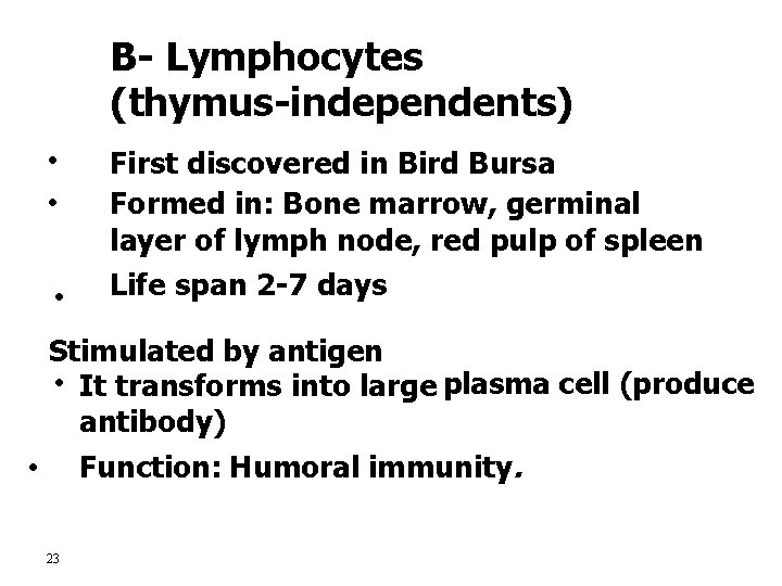 B- Lymphocytes (thymus-independents) • • • First discovered in Bird Bursa Formed in: Bone