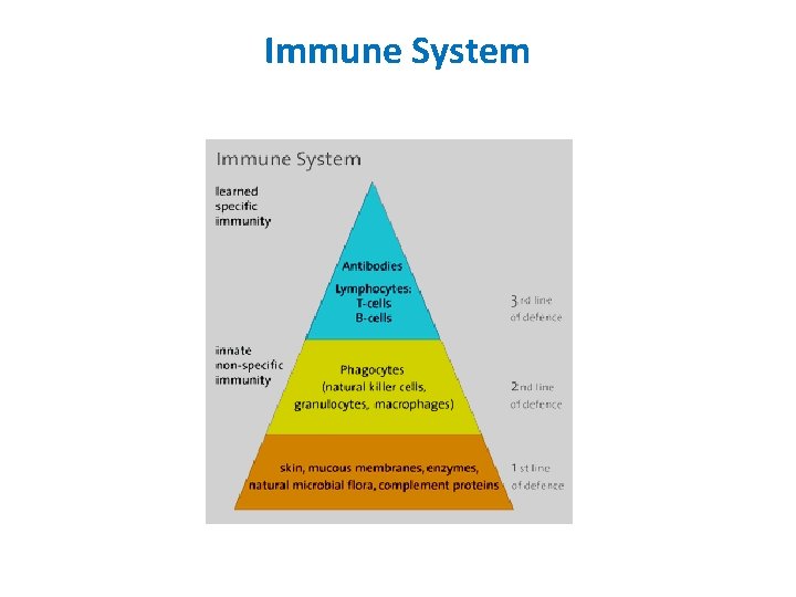 Immune System 