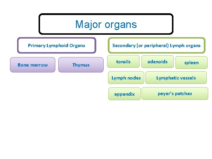 Major organs Primary Lymphoid Organs Bone marrow Thymus Secondary (or peripheral) Lymph organs tonsils