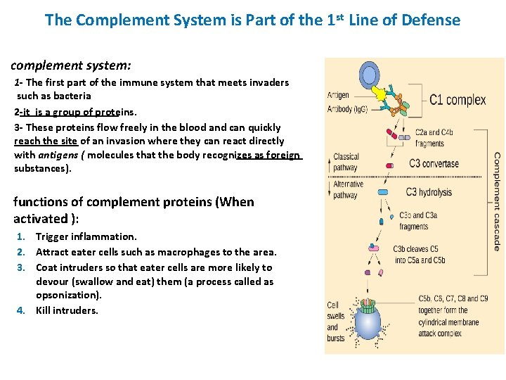 The Complement System is Part of the 1 st Line of Defense complement system: