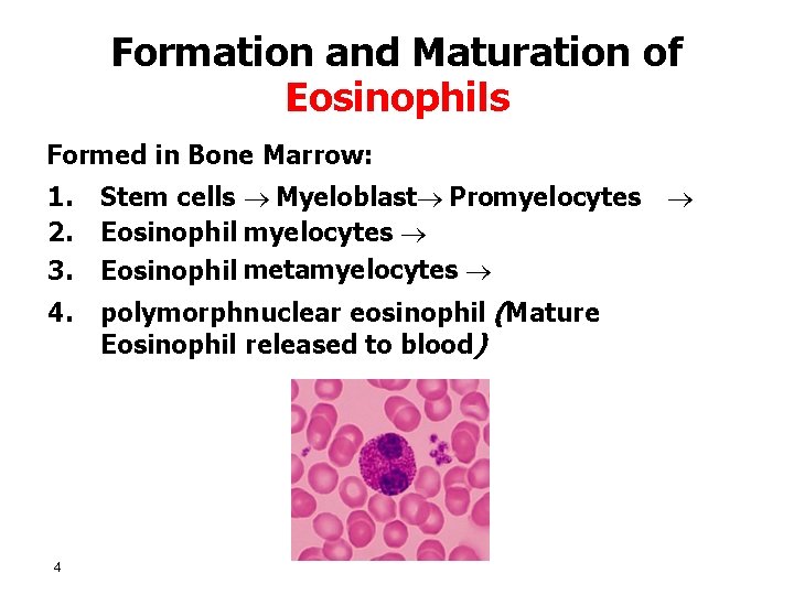 Formation and Maturation of Eosinophils Formed in Bone Marrow: 1. 2. 3. Stem cells