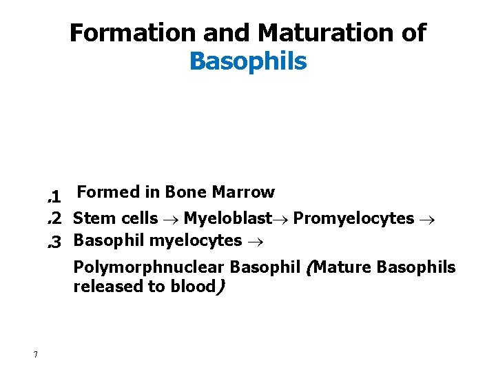 Formation and Maturation of Basophils . 1 Formed in Bone Marrow. 2 Stem cells