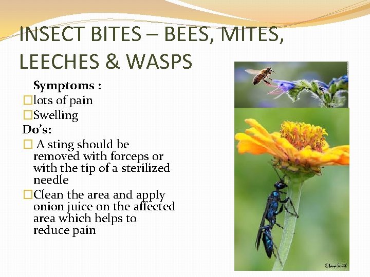 INSECT BITES – BEES, MITES, LEECHES & WASPS Symptoms : �lots of pain �Swelling