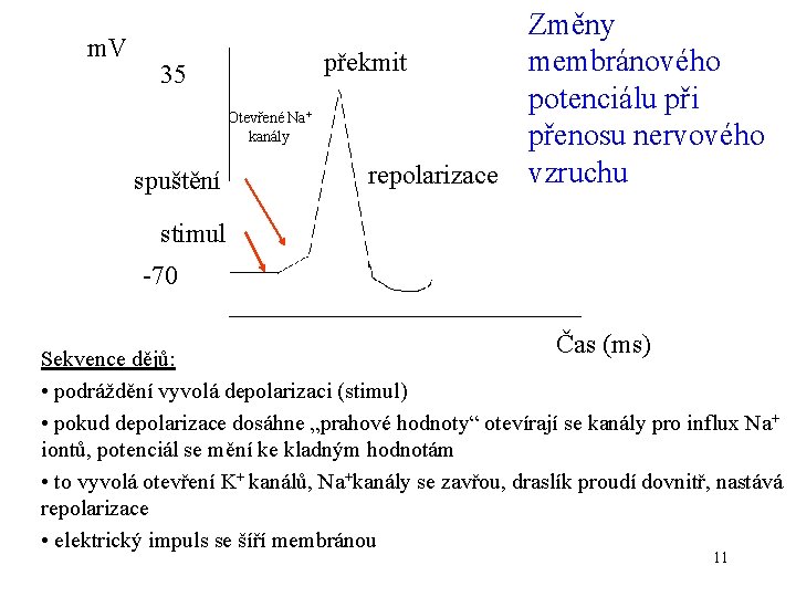 m. V 35 Otevřené Na+ kanály spuštění Změny membránového překmit potenciálu při přenosu nervového