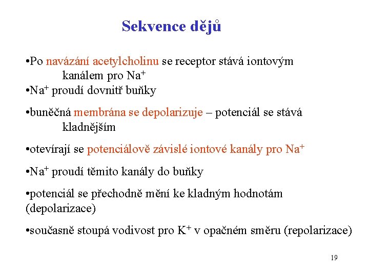 Sekvence dějů • Po navázání acetylcholinu se receptor stává iontovým kanálem pro Na+ •