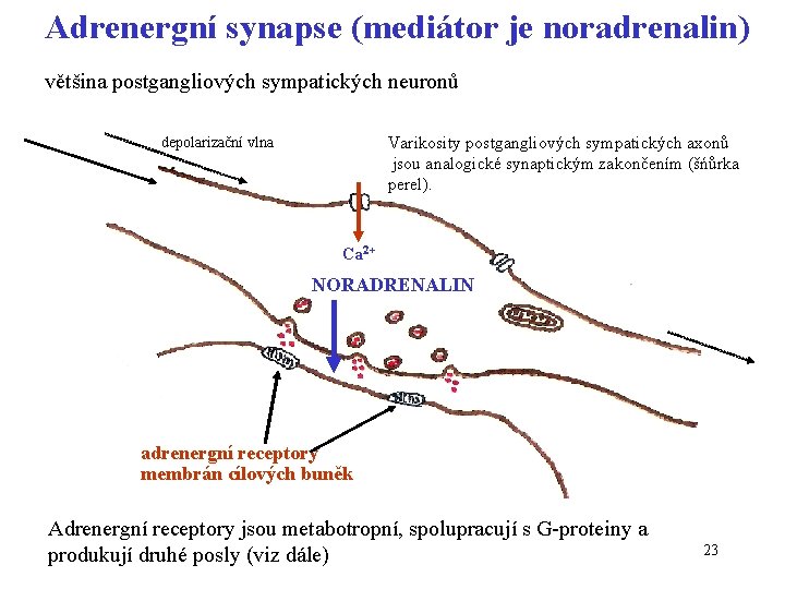Adrenergní synapse (mediátor je noradrenalin) většina postgangliových sympatických neuronů Varikosity postgangliových sympatických axonů jsou