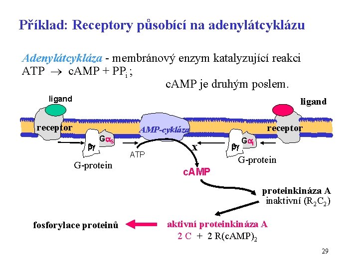 Příklad: Receptory působící na adenylátcyklázu Adenylátcykláza - membránový enzym katalyzující reakci ATP c. AMP