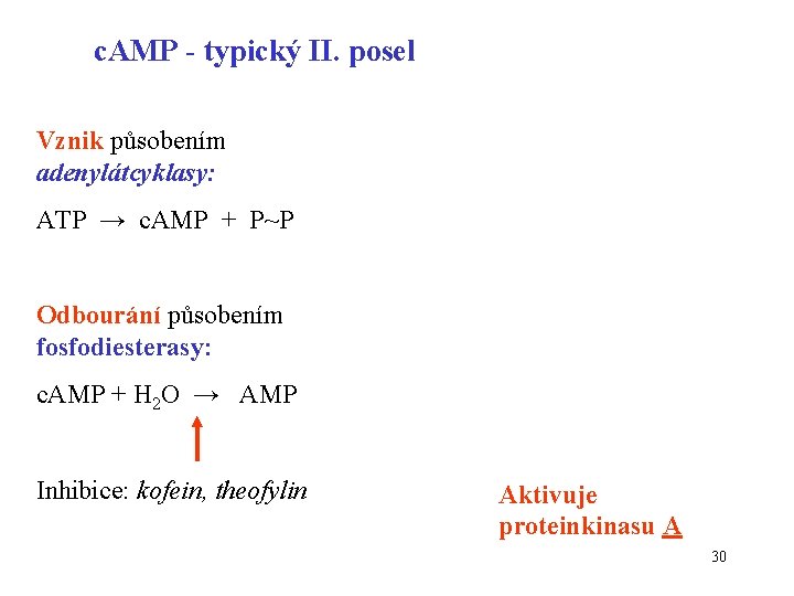 c. AMP - typický II. posel Vznik působením adenylátcyklasy: ATP → c. AMP +