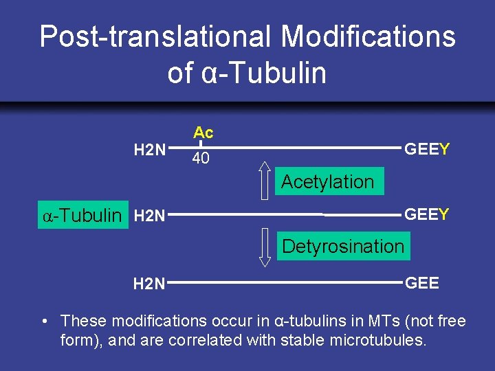 Post-translational Modifications of α-Tubulin H 2 N Ac GEEY 40 Acetylation α-Tubulin H 2