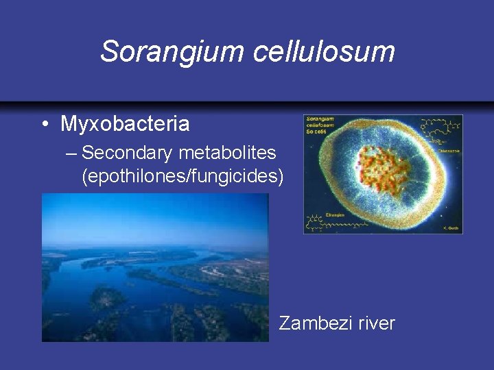 Sorangium cellulosum • Myxobacteria – Secondary metabolites (epothilones/fungicides) Zambezi river 