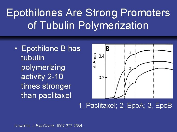 Epothilones Are Strong Promoters of Tubulin Polymerization • Epothilone B has tubulin polymerizing activity