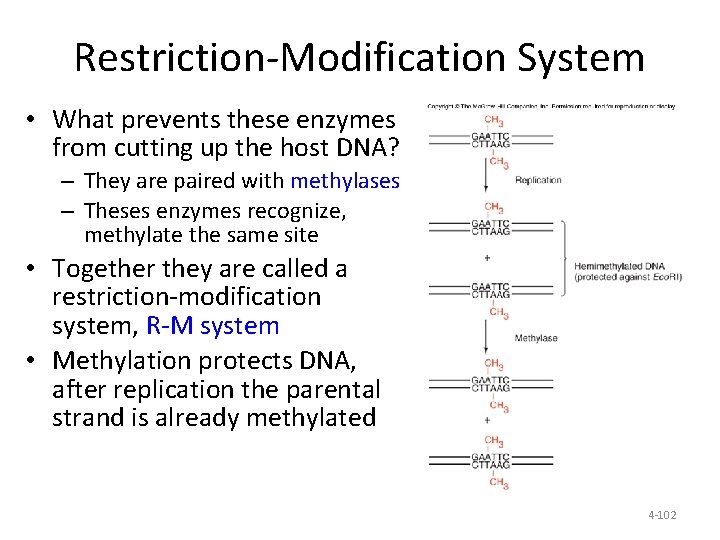 Restriction-Modification System • What prevents these enzymes from cutting up the host DNA? –