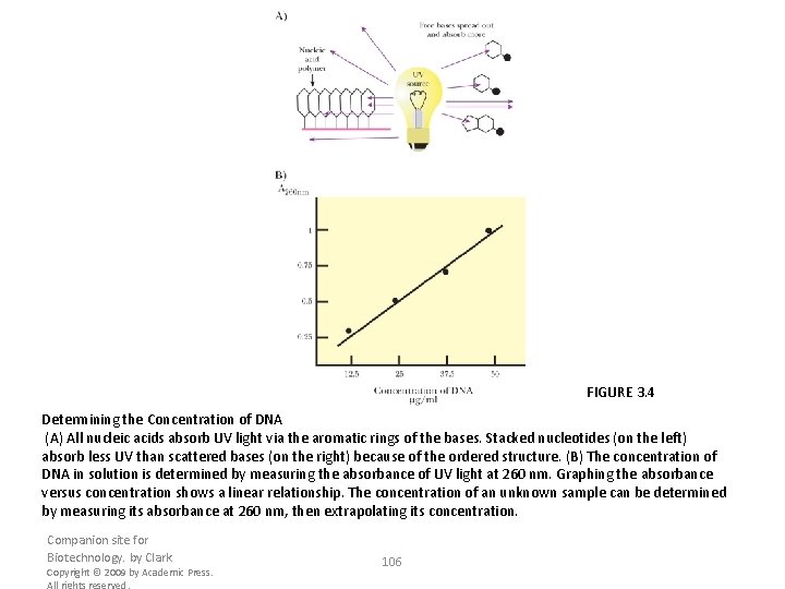 FIGURE 3. 4 Determining the Concentration of DNA (A) All nucleic acids absorb UV