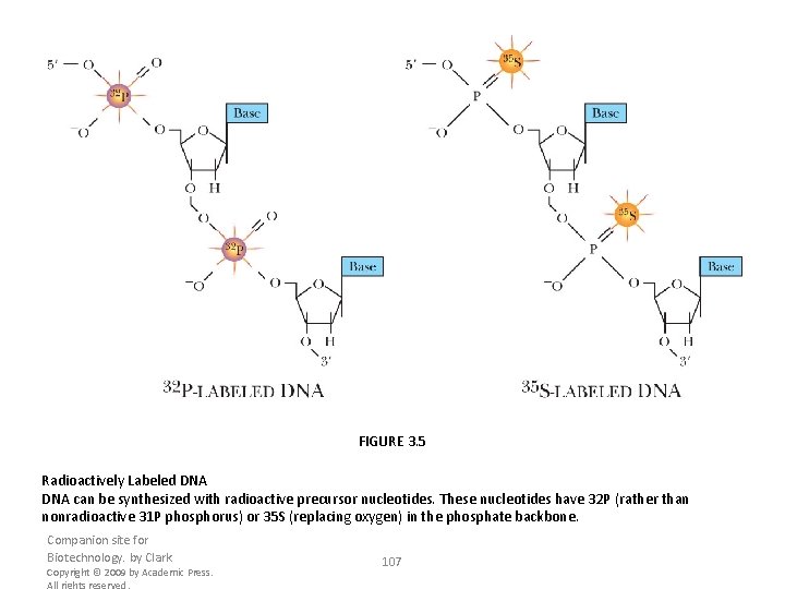 FIGURE 3. 5 Radioactively Labeled DNA can be synthesized with radioactive precursor nucleotides. These
