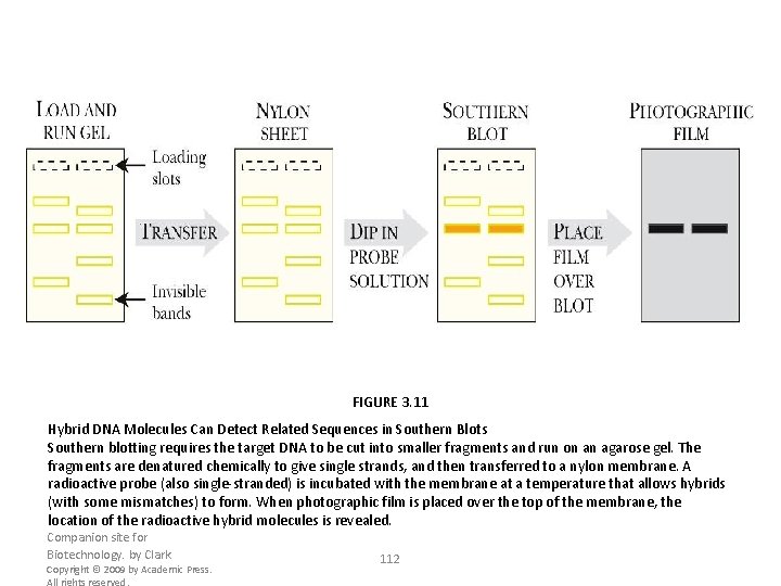 FIGURE 3. 11 Hybrid DNA Molecules Can Detect Related Sequences in Southern Blots Southern