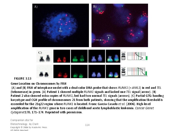 FIGURE 3. 13 Gene Location on Chromosomes by FISH (A) and (B) FISH of