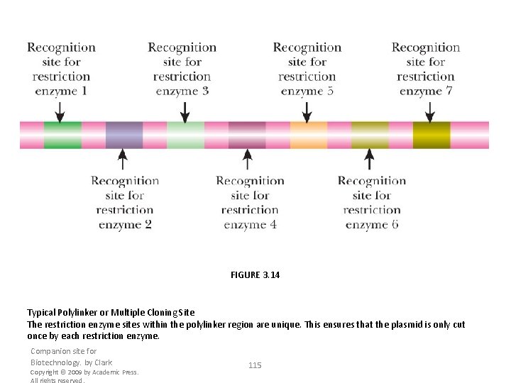 FIGURE 3. 14 Typical Polylinker or Multiple Cloning Site The restriction enzyme sites within
