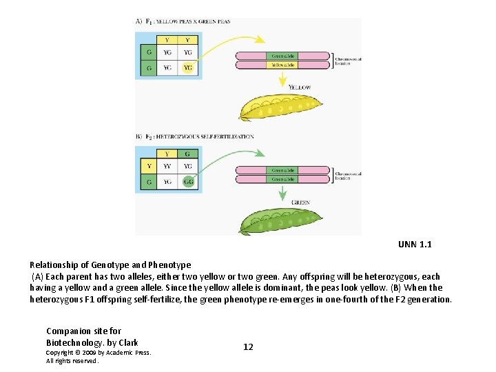 UNN 1. 1 Relationship of Genotype and Phenotype (A) Each parent has two alleles,