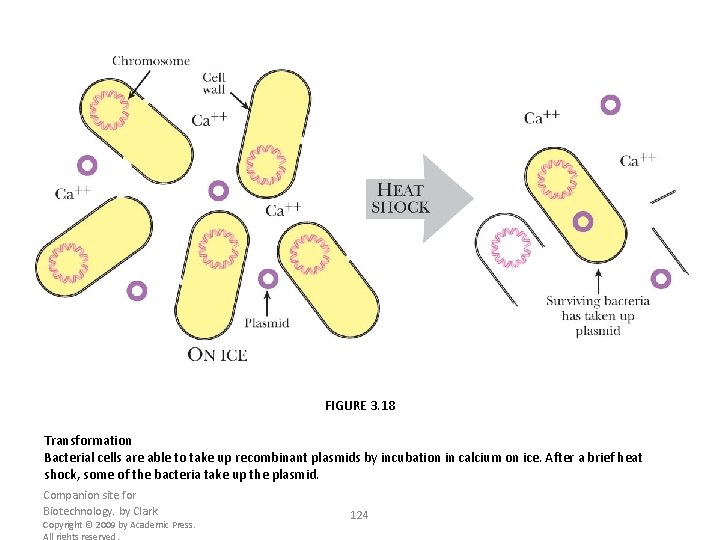FIGURE 3. 18 Transformation Bacterial cells are able to take up recombinant plasmids by