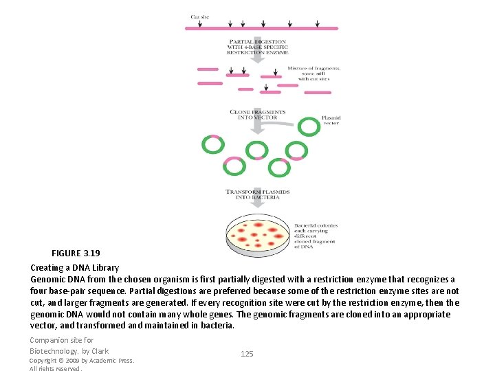 FIGURE 3. 19 Creating a DNA Library Genomic DNA from the chosen organism is