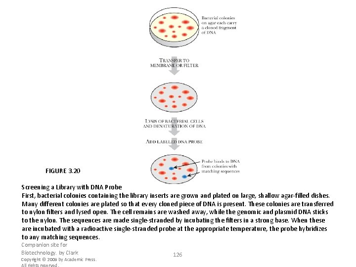 FIGURE 3. 20 Screening a Library with DNA Probe First, bacterial colonies containing the