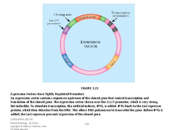 FIGURE 3. 23 Expression Vectors Have Tightly Regulated Promoters An expression vector contains sequences