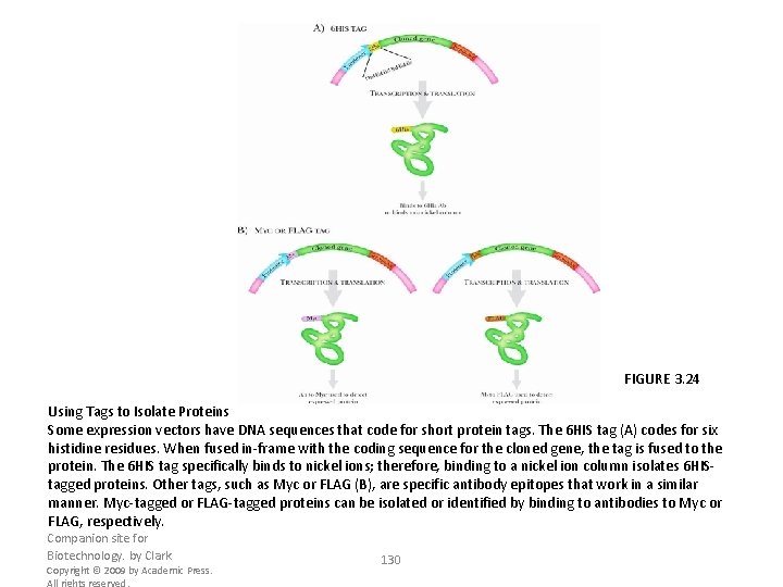 FIGURE 3. 24 Using Tags to Isolate Proteins Some expression vectors have DNA sequences