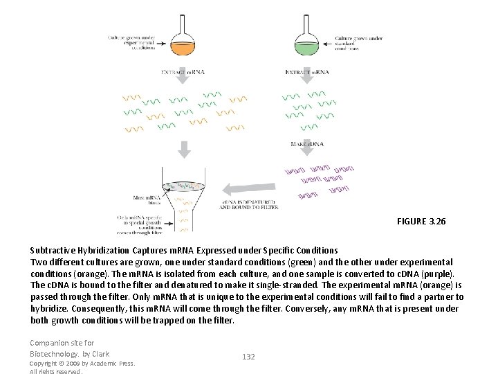 FIGURE 3. 26 Subtractive Hybridization Captures m. RNA Expressed under Specific Conditions Two different