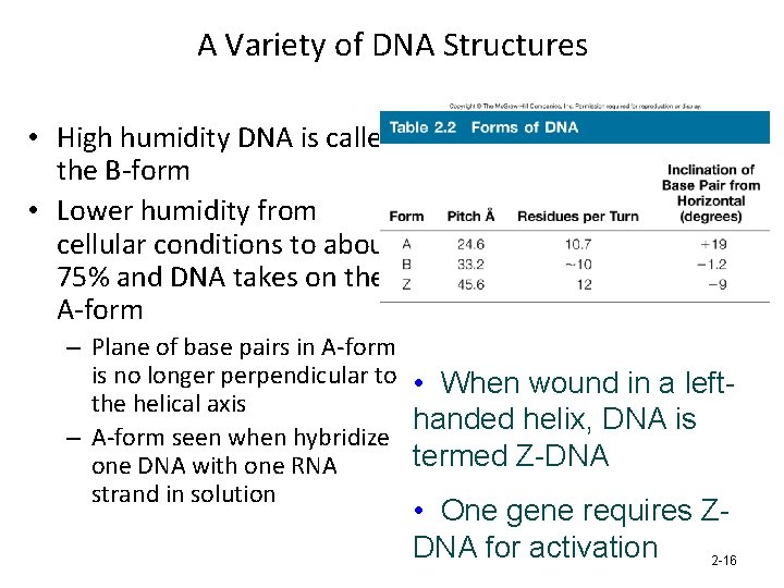 A Variety of DNA Structures • High humidity DNA is called the B-form •