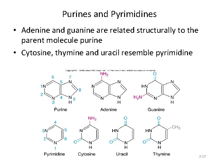 Purines and Pyrimidines • Adenine and guanine are related structurally to the parent molecule