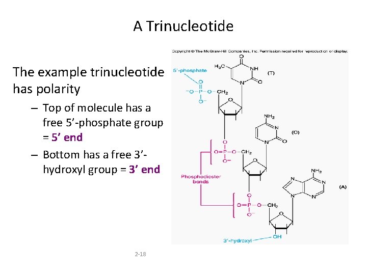 A Trinucleotide The example trinucleotide has polarity – Top of molecule has a free