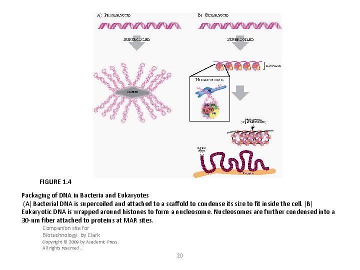 FIGURE 1. 4 Packaging of DNA in Bacteria and Eukaryotes (A) Bacterial DNA is