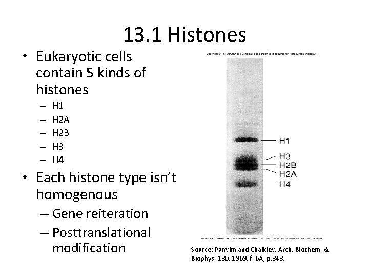 13. 1 Histones • Eukaryotic cells contain 5 kinds of histones – – –