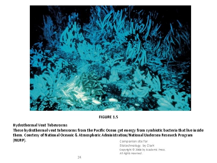 FIGURE 1. 5 Hydrothermal Vent Tubeworms These hydrothermal vent tubeworms from the Pacific Ocean