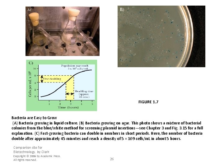 FIGURE 1. 7 Bacteria are Easy to Grow (A) Bacteria growing in liquid culture.