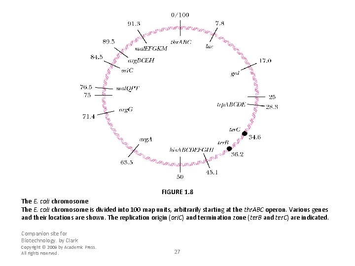 FIGURE 1. 8 The E. coli chromosome is divided into 100 map units, arbitrarily