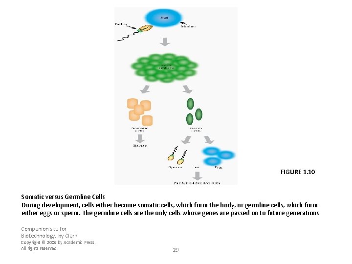 FIGURE 1. 10 Somatic versus Germline Cells During development, cells either become somatic cells,