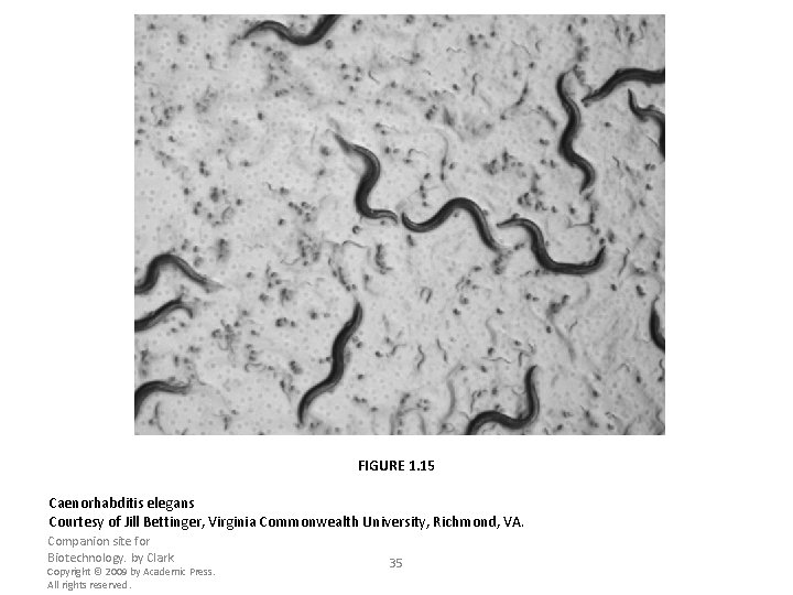 FIGURE 1. 15 Caenorhabditis elegans Courtesy of Jill Bettinger, Virginia Commonwealth University, Richmond, VA.