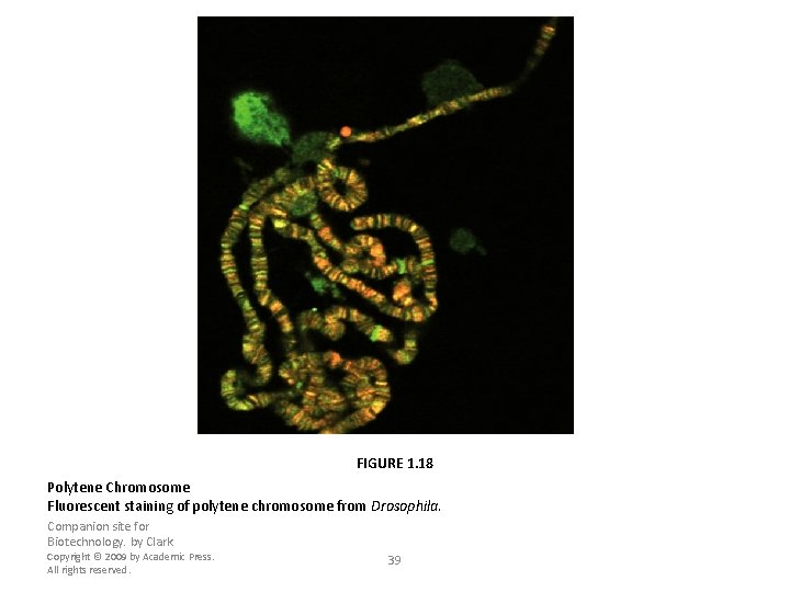 FIGURE 1. 18 Polytene Chromosome Fluorescent staining of polytene chromosome from Drosophila. Companion site