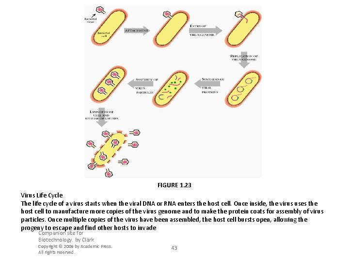FIGURE 1. 23 Virus Life Cycle The life cycle of a virus starts when