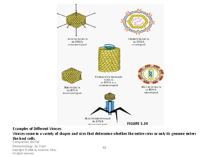 FIGURE 1. 24 Examples of Different Viruses come in a variety of shapes and