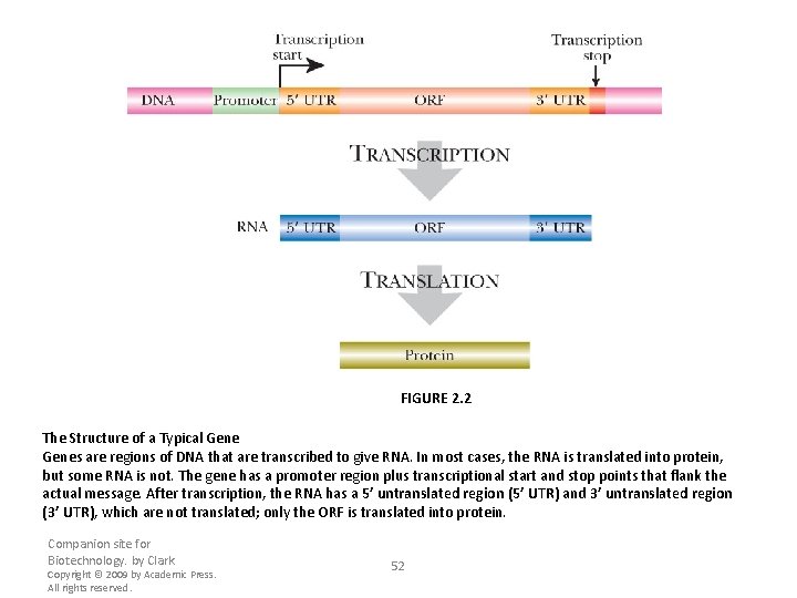 FIGURE 2. 2 The Structure of a Typical Genes are regions of DNA that