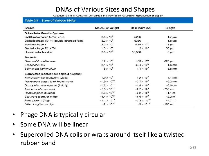 DNAs of Various Sizes and Shapes • Phage DNA is typically circular • Some