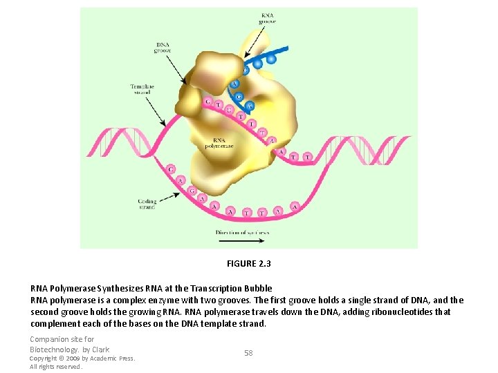 FIGURE 2. 3 RNA Polymerase Synthesizes RNA at the Transcription Bubble RNA polymerase is
