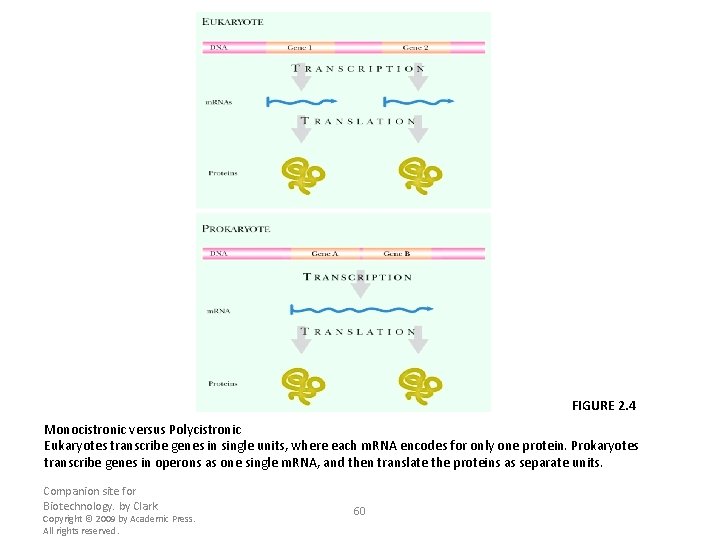 FIGURE 2. 4 Monocistronic versus Polycistronic Eukaryotes transcribe genes in single units, where each